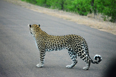 Cheetah on road