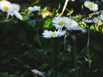 Close-up of white daisy flowers