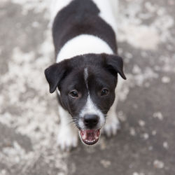 Close-up portrait of dog at camera