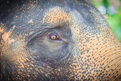 Close-up of elephant