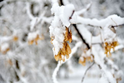 Close-up of snow covered tree