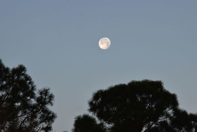 Low angle view of silhouette trees against clear sky at night