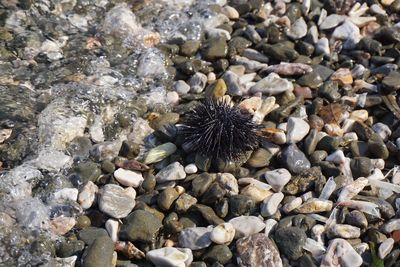 High angle view of crab on pebbles