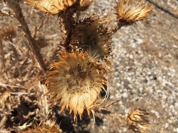 Close-up of wilted flower on field