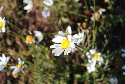 Close-up of white flowers blooming outdoors