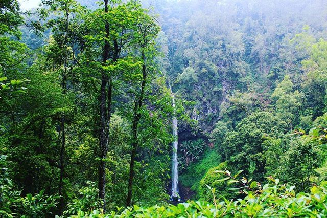 tree, green color, growth, forest, beauty in nature, lush foliage, tranquility, nature, scenics, tranquil scene, plant, green, non-urban scene, idyllic, branch, landscape, day, outdoors, no people, water