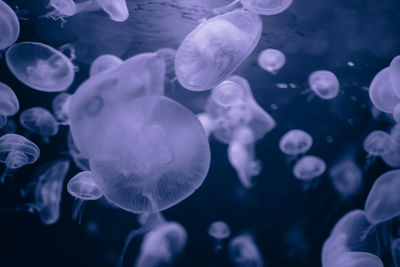 Jellyfish swimming in sea