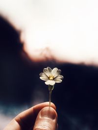 Close-up of hand holding white flowering plant against sky