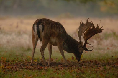 Side view of deer standing on field