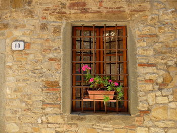 Potted plant on window of building