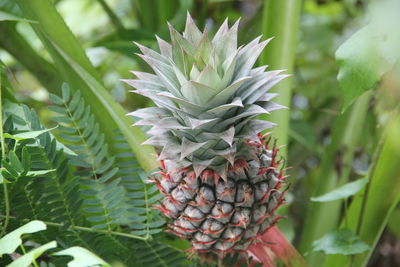 Pineapple in the garden of my house.