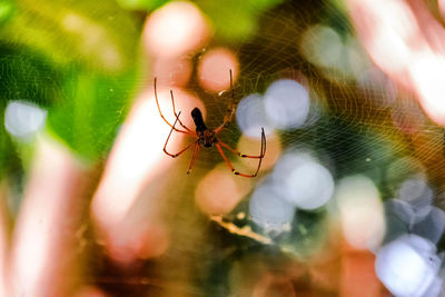 Close-up of spider on web