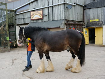 Horse standing in stable