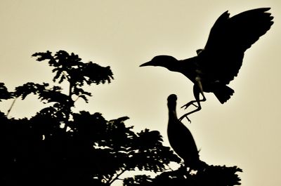 Low angle view of birds flying in sky