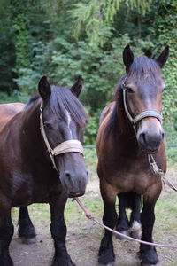 Portrait of horses standing outdoors