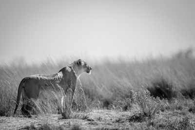 Horse in a field