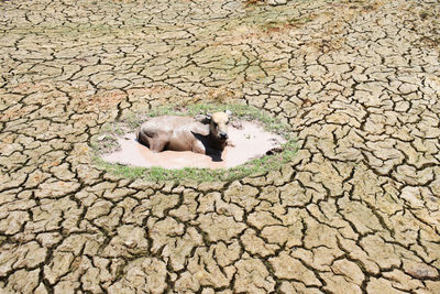 High angle view of animal on land