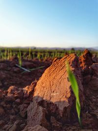 Close-up of agricultural field against clear sky