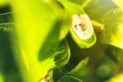 Close-up of wet plant leaves