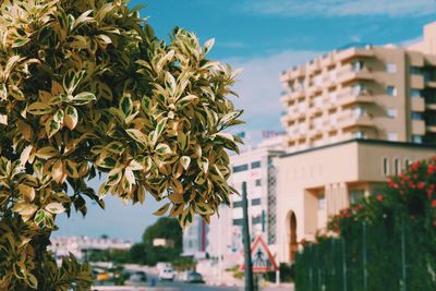 Close-up of tree with cityscape in background