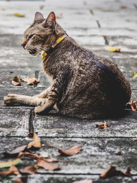 Side view of a cat sitting on footpath