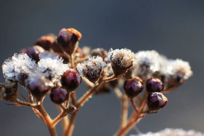 Close-up of snow on plant