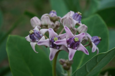 Close-up of purple flowering plant