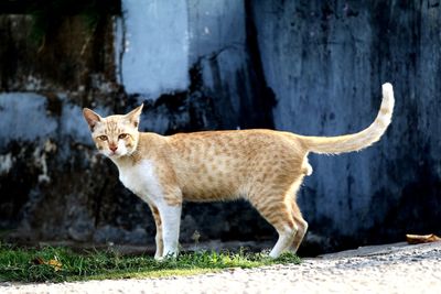 Side view of a cat looking away