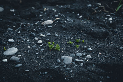 High angle view of wet plants on field