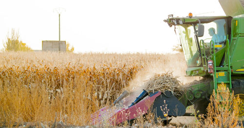 Wheat growing on field against sky