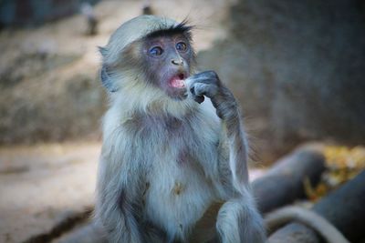 Monkey looking away outdoors