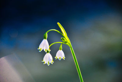 Close-up of white flowering plant