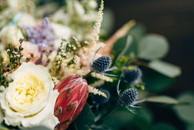 Close-up of flowering plant against blurred background