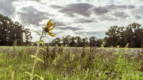 Close-up of flowers growing in field against sky