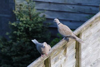 Birds perching on wood