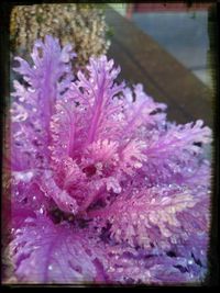 Close-up of pink flowers