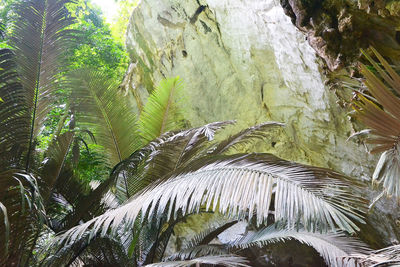 Low angle view of coconut palm tree leaves in forest