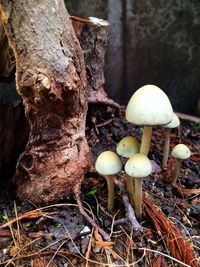 Close-up of mushrooms growing in forest