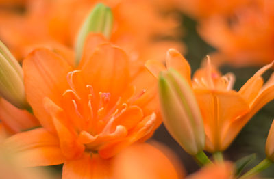 Close-up of orange flowers