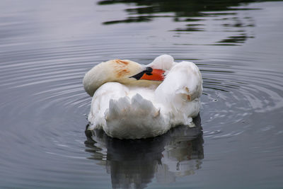 Swan swimming in lake