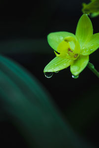 Close-up of water drops on flower bud