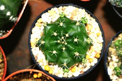 Close-up of cactus plant