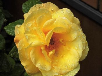 Close-up of wet yellow rose