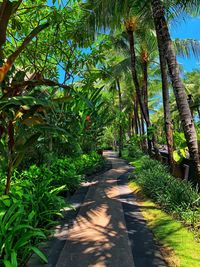 Footpath amidst plants and trees