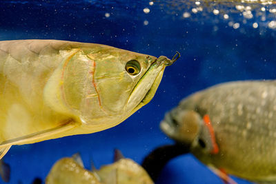 Close-up of fish swimming in sea