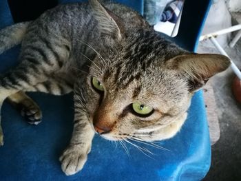 Close-up portrait of cat relaxing