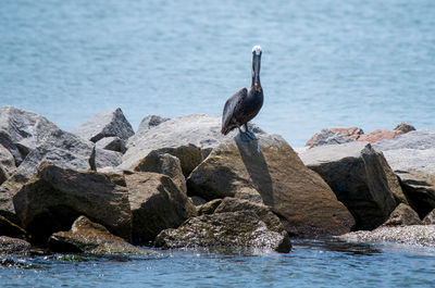 Bird perching on rock by sea