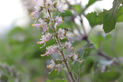 Close-up of insect on fresh flower tree