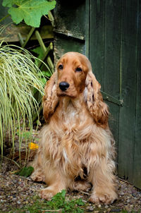 Portrait of dog sitting by plants