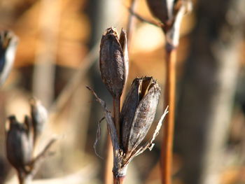 Close-up of wilted plant